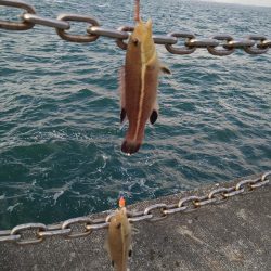 微妙なサイズのコブダイ